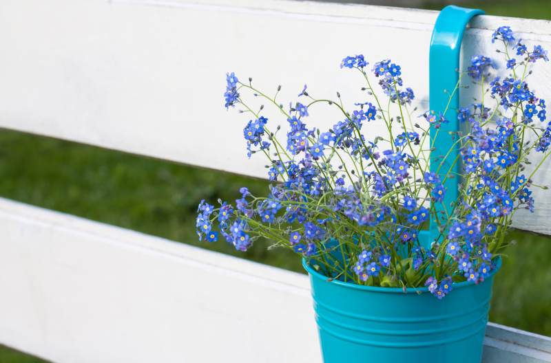 Jak uprawiać niezapominajki w ogrodzie i w doniczce: wskazówki dotyczące kwiatów wiosny
